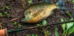 Temple Fork Outfitters Trout-Panfish Spinning Rods 18 Temple Fork Outfitters Trout-Panfish Spinning Rods -Vis en Kleding Shop Screen Shot 2022 03 01 at 2.37.10 PM