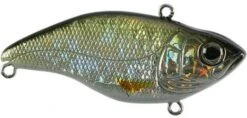 SPRO Aruku Shad Jr. Lipless Crankbait 33 SPRO Aruku Shad Jr. Lipless Crankbait -Vis en Kleding Shop Wild Shiner 8103e372 3ba3 4bb4 bfe2 10f4f96473ff