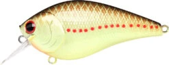 Lucky Craft LC 2.5 Shallow Squarebill Crankbait 25 Lucky Craft LC 2.5 Shallow Squarebill Crankbait -Vis en Kleding Shop copper 2Bperch